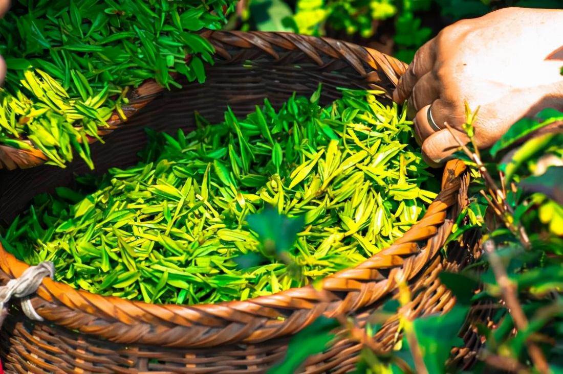 如何打造一个成功的茶叶品牌（茶叶市场营销）