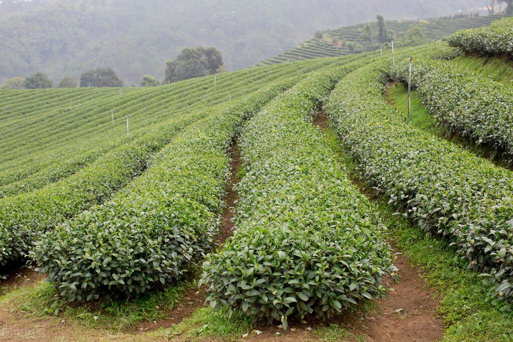 如何打造一个成功的茶叶品牌（茶叶市场营销）